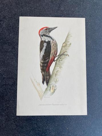 10 prenten zangvogels  16,5x24 cm samen 20 euro oa goudvink beschikbaar voor biedingen