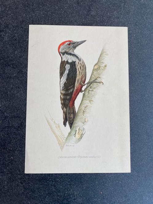 10 prenten zangvogels  16,5x24 cm samen 20 euro oa goudvink, Antiek en Kunst, Antiek | Schoolplaten, Natuur en Biologie, Ophalen of Verzenden