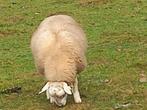 engelse texeraar dek ram  en 2 dek ram lammeren, Mannelijk, Schaap