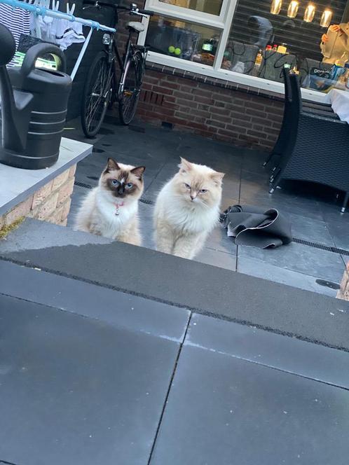 Lieve Ragdoll poes (7 jaar) zoekt nieuw huis – geen fokkers, Dieren en Toebehoren, Katten en Kittens | Raskatten | Langhaar, Poes