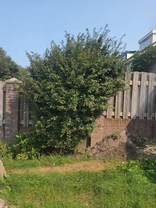 Mooie grote struik, Tuin en Terras, Planten | Struiken en Hagen, Overige soorten, Ophalen