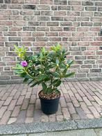 Uitverkocht, Ophalen, Overige soorten, Halfschaduw