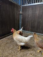 Mooie jonge Leghorn x Brahma kippen te koop, Dieren en Toebehoren, Pluimvee, Meerdere dieren, Kip