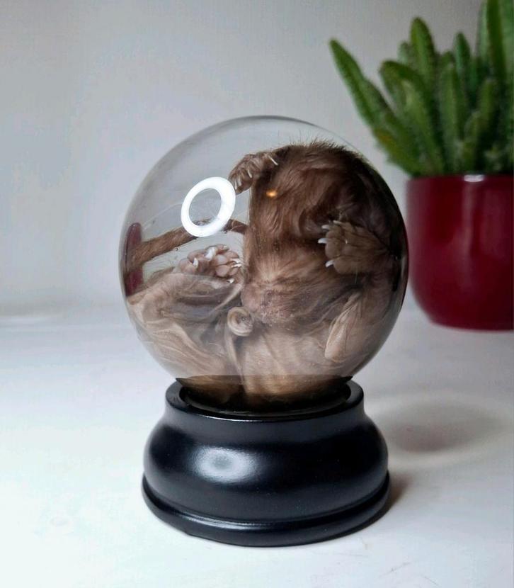 Kitten op sterk water, Verzamelen, Dierenverzamelingen, Nieuw, Opgezet dier, Hond of Kat, Ophalen of Verzenden