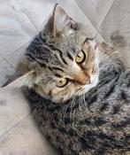 Britse korthaar kater, Dieren en Toebehoren, Katten en Kittens | Raskatten | Korthaar, Kater, Gechipt, 0 tot 2 jaar
