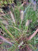Pennisetum alopecuroides 'Hameln', Ophalen, Volle zon, Vaste plant, Siergrassen
