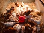 De laatste 6 leghennetjes in diverse kleuren (8 wkn oud)!, Meerdere dieren, Kip