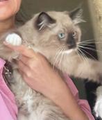 Ragdoll kittens met stamboom, Dieren en Toebehoren, Katten en Kittens | Raskatten | Langhaar, Kater, Ontwormd