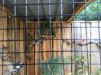 Kardinalen, pimpelmezen en Zwartkop tuinfluiter, Dieren en Toebehoren, Vogels | Overige Vogels, Meerdere dieren, Tropenvogel, Geringd