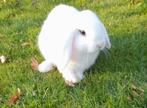 Een hele mooie lieve prachtige hangoor dwerg mannetje., Dieren en Toebehoren, Konijnen, Vrouwelijk, Dwerg, Hangoor, 0 tot 2 jaar
