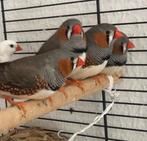 Mooie Zebravinken ZOEKEN VOLIERE mannetjes, Mannelijk, Tropenvogel