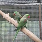 Alexanders nepalensis (mannen uit 2023, en ongesekst van 24, Meerdere dieren, Parkiet, Geringd