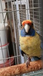 Strogele rosella, Dieren en Toebehoren, Vrouwelijk, Parkiet