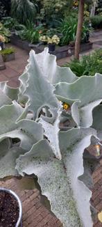 Planten, Tuin en Terras, Planten | Tuinplanten, Ophalen, Vaste plant, Overige soorten, Volle zon