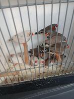 Zebravinken uit buiten volière, Meerdere dieren, Kleurkanarie