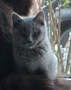 Britse korthaar katertje, Dieren en Toebehoren, Katten en Kittens | Raskatten | Korthaar, Kater, Ontwormd