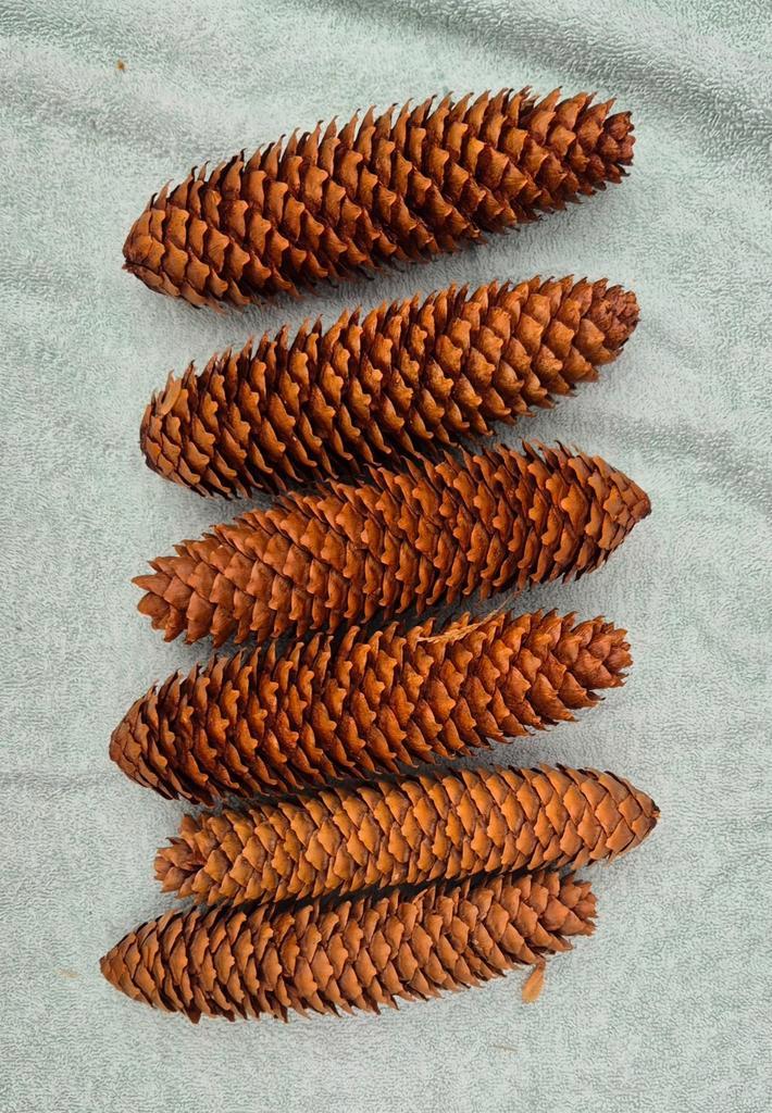 Set van 6 Dennenappels - Decoratie & Knutselen, Tuin en Terras, Aarde en Mest, Overige typen, Ophalen of Verzenden