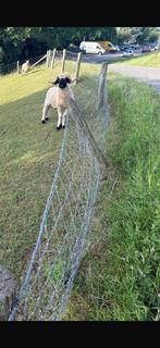 Walliser schwarznase ram, Dieren en Toebehoren, Schapen, Geiten en Varkens, Mannelijk, Schaap