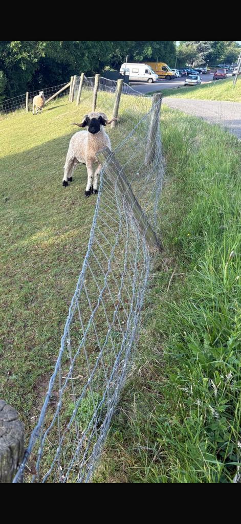 Walliser schwarznase ram, Dieren en Toebehoren, Schapen, Geiten en Varkens, Schaap, Mannelijk