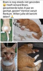 Vermist sinds 22-8-25, gecastreerde en gechipte kater Bram, Dieren en Toebehoren, Katten en Kittens | Dekkaters