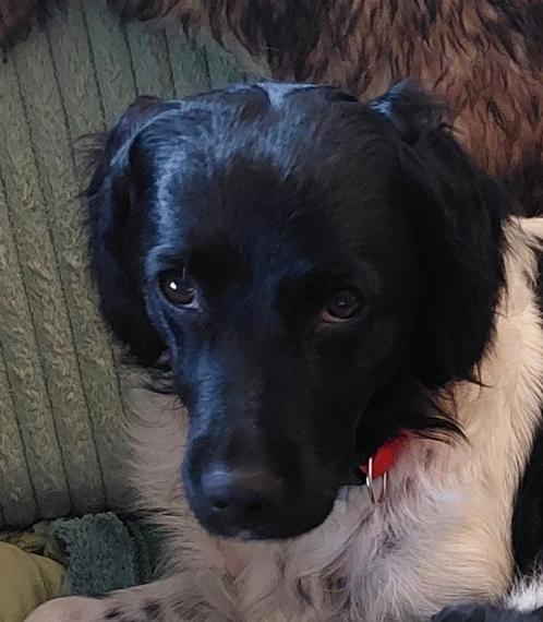 NEST aankondiging!!!!!!!, Dieren en Toebehoren, Honden | Retrievers, Spaniëls en Waterhonden, Meerdere dieren, Overige rassen
