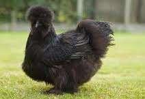 KNUFFELKIPPEN................, Dieren en Toebehoren, Pluimvee, Kip, Vrouwelijk