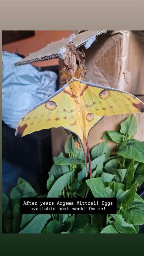 Argema Mittrei eitjes, Dieren en Toebehoren, Insecten en Spinnen