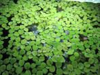 drijfplantjes voor aquarium, Ophalen, Nieuw, Plant(en), Steen of Hout