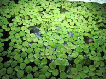 drijfplantjes voor aquarium beschikbaar voor biedingen