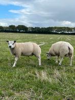 Texelaar stamboek dekrammen te koop, Mannelijk, Schaap