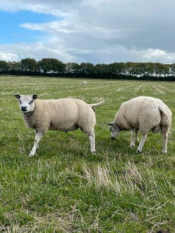 Texelaar stamboek dekrammen te koop beschikbaar voor biedingen