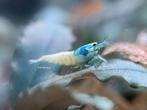 Blue Bolt garnalen | Caridina shrimps, Dieren en Toebehoren, Vissen | Aquariumvissen, Zoetwatervis, Kreeft, Krab of Garnaal
