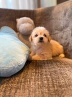 Maltipo pups, Dieren en Toebehoren, Poedel, 8 tot 15 weken, Parvo, Meerdere