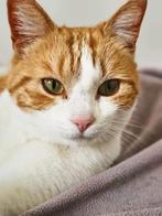 Dappere, geweldige poes Vesta zoekt haar familie ♥️, Poes, Kortharig, 3 tot 5 jaar