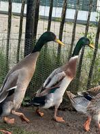 Twee mannetjes loopeenden zoeken fijn nieuw huis, Mannelijk, Eend