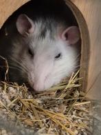 Tamme rat vrouwtje, Dieren en Toebehoren, Knaagdieren, April, Vrouwelijk, Rat