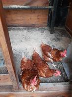 3 Legkippen, Dieren en Toebehoren, Pluimvee, Vrouwelijk, Kip