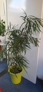 Ficus allii, 1m50, heel groot en mooi, met meter, hydropl., Ophalen, Overige soorten, 100 tot 150 cm