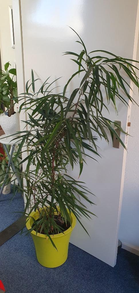 Ficus allii, 1m50, heel groot en mooi, met meter, hydropl., Huis en Inrichting, Kamerplanten, Overige soorten, 100 tot 150 cm