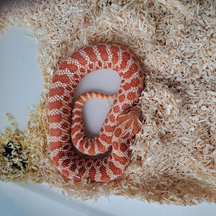 Heterodon nasicus haakneus morphs