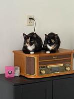 Katten te koop, Dieren en Toebehoren, Poes