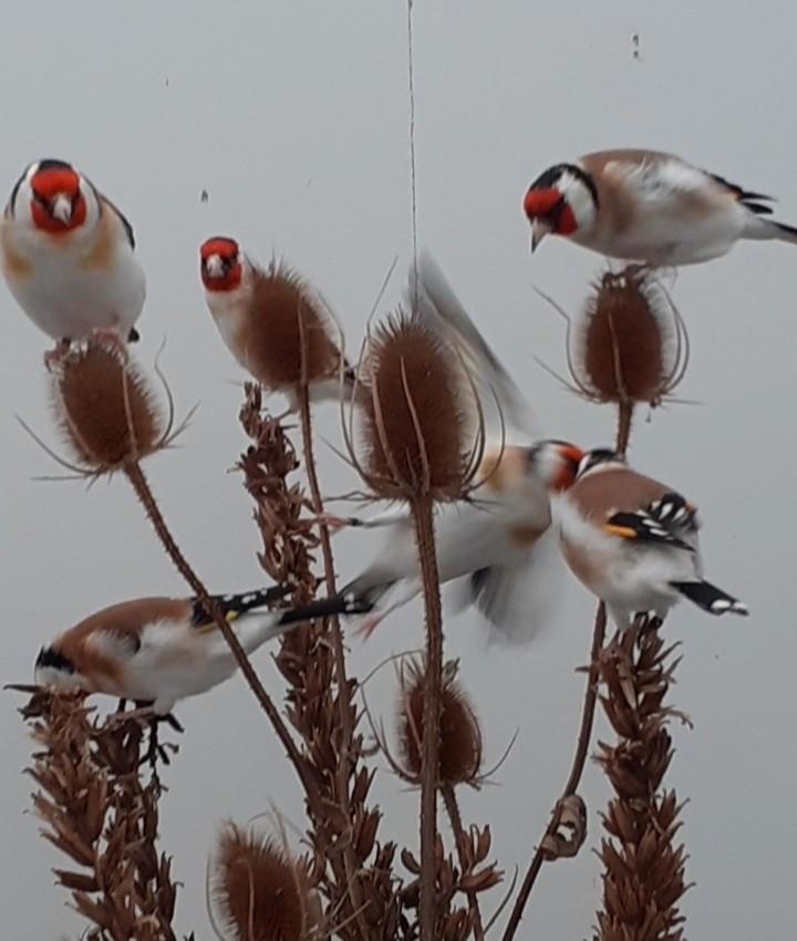 2 Mooie onverwante koppels wildkleur majoor putters uit 2025, Dieren en Toebehoren, Vogels | Overige Vogels, Wildzangvogel, Meerdere dieren