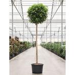 Ficus Microcarpa 'moclame' g91566