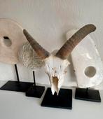 Schedel geit/ bok taxidermie skull op standaard, Ophalen of Verzenden, Nieuw, Schedel