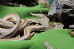 Diverse slangen soorten, Dieren en Toebehoren, Reptielen en Amfibieën, Slang, Tam, 0 tot 2 jaar