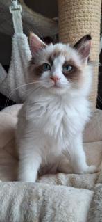Aanhankelijke/schootkatjes ragdoll kittens met stamboom, Meerdere dieren, Gechipt, 0 tot 2 jaar