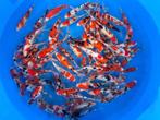 shubinkin, zeelt, steur,  goudvis, EXTRA KORTING OP KOI., Dieren en Toebehoren, Baars of Goudwinde