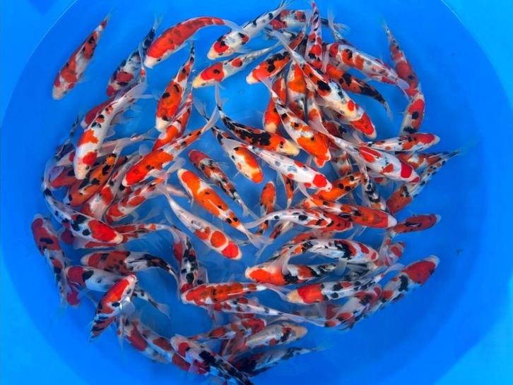 shubinkin, zeelt, goudvis, EXTRA KORTING OP KOI v.a,€7,50., Dieren en Toebehoren, Vissen | Vijvervissen, Baars of Goudwinde