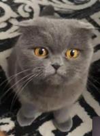 Scottish Fold, Dieren en Toebehoren, Katten en Kittens | Raskatten | Korthaar, Kater