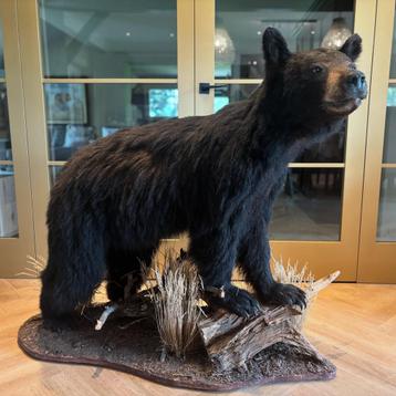 Black bear from Canada beschikbaar voor biedingen